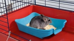 Cum să-i înveți pe chinchilla la toaletă